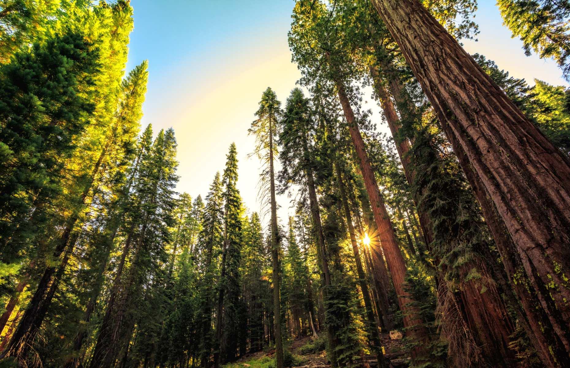 22. Sequoia National Park, California 